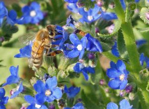 Summer Forget-Me-Not