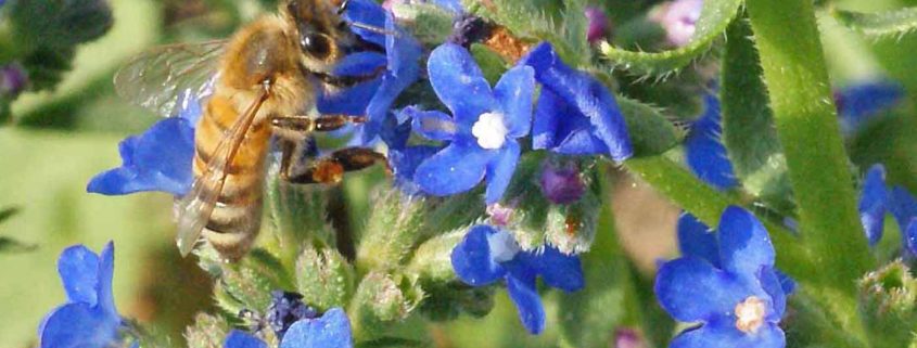 Summer Forget-Me-Not