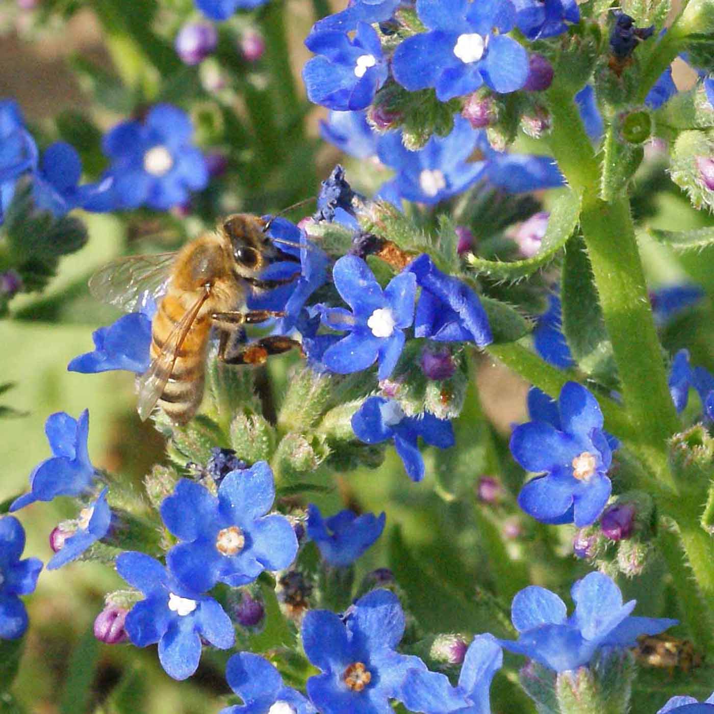 Summer Forget-Me-Not