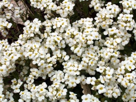 Groundcover 
Honey Bee Rock Garden white mat-forming ground cover