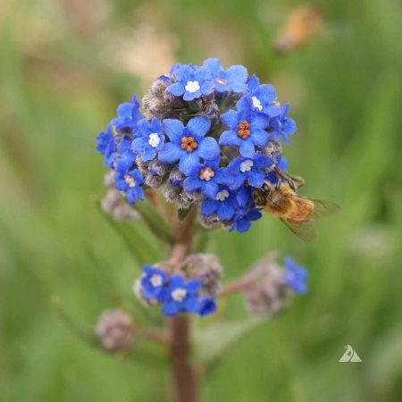 Cape Forget Me Not