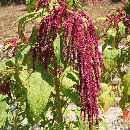 Love Lies Bleeding