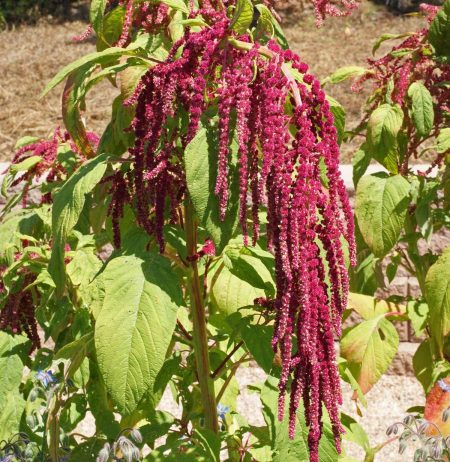 Love Lies Bleeding