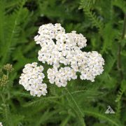 Yarrow Western