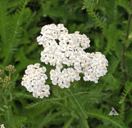 Yarrow Western