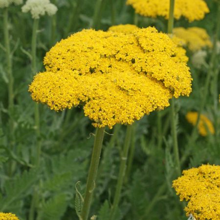 Yarrow Gold