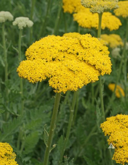 Yarrow Gold