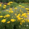 Yarrow Gold