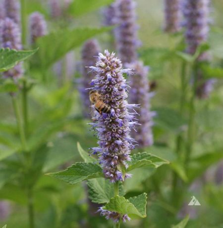 Anise Hyssop