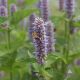 Anise Hyssop