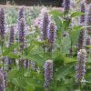 Anise Hyssop