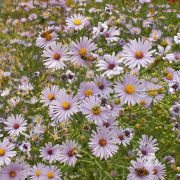 Symphyotrichum laeve