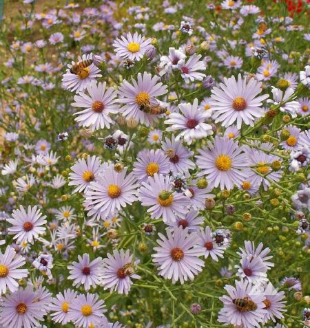 Symphyotrichum laeve