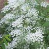 False Queen Anne's Lace