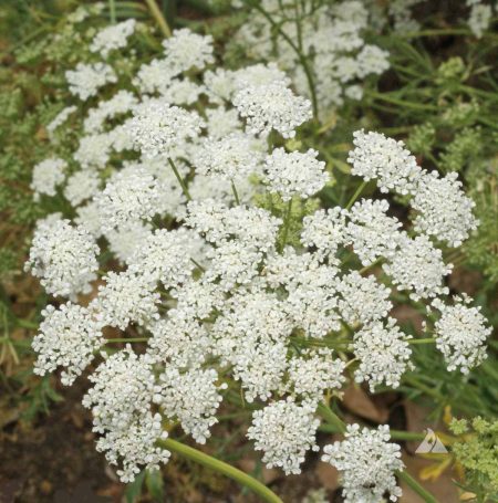 False Queen Anne's Lace