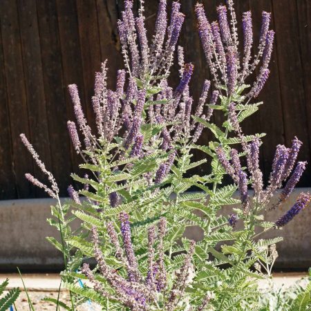 Leadplant or Downy Indigo Bush