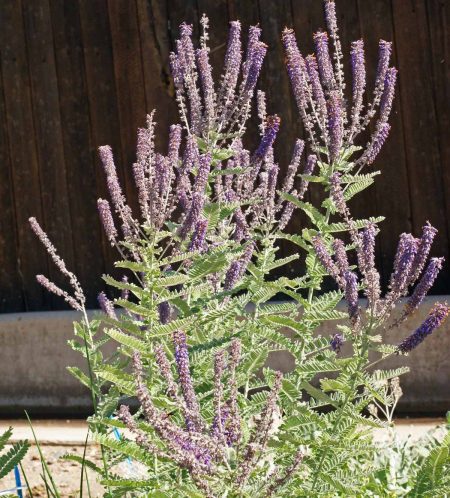 Leadplant or Downy Indigo Bush