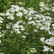 White Yarrow