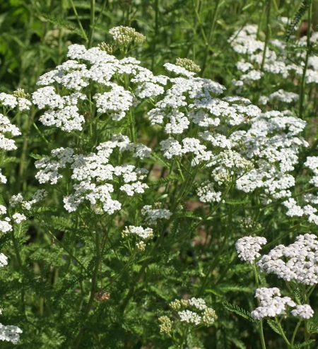 White Yarrow