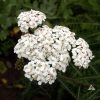 Yarrow White