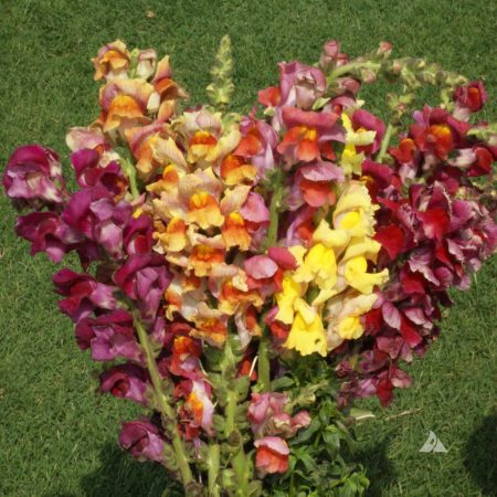 Snapdragon 'Tetra Mix'