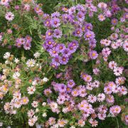 Aster, New England