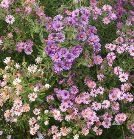 Aster, New England