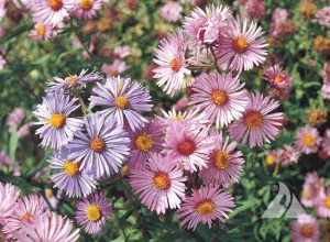 Symphyotrichum novae-angliae