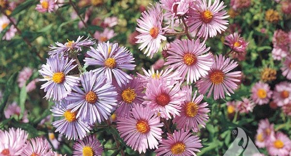 Symphyotrichum novae-angliae