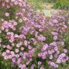 Symphyotrichum novae-angliae