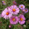 Symphyotrichum novae-angliae