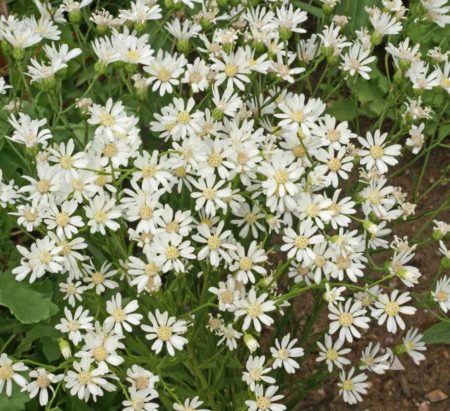 Aster, White Upland