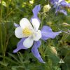 Columbine Blue