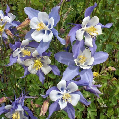 Blue Columbine