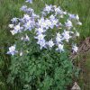 Columbine Blue