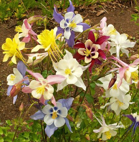 Columbine Mixed Colors