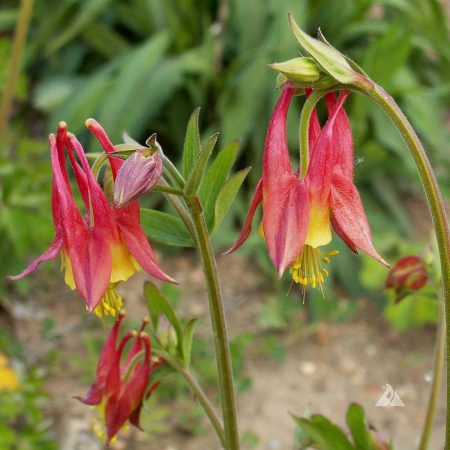 Red Columbine