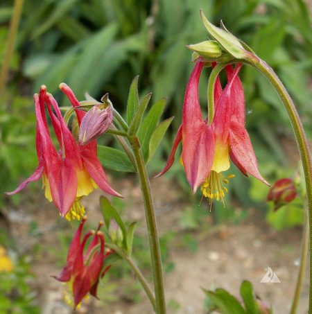 Red Columbine