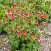 Red Columbine