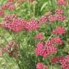 Yarrow Red