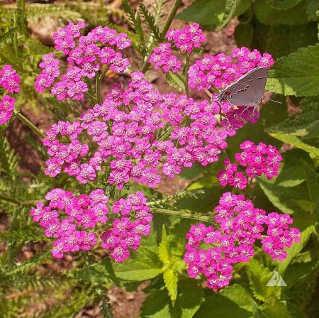 Yarrow Red