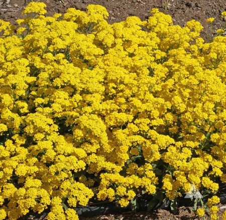 yellow alyssum