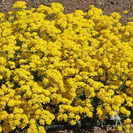 yellow alyssum