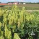 Canada Milkvetch