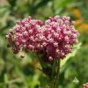 Rose Milkweed