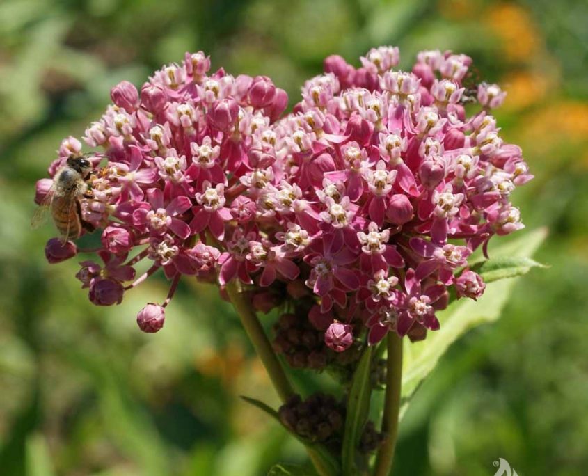 Rose Milkweed