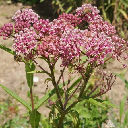 Rose Milkweed