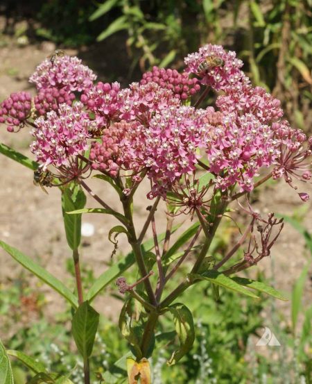 Rose Milkweed