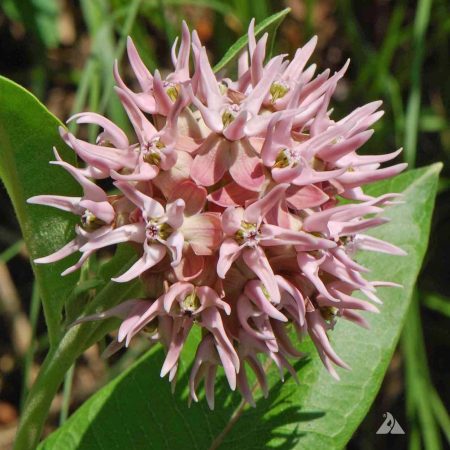 Milkweed