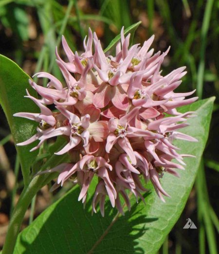 Milkweed